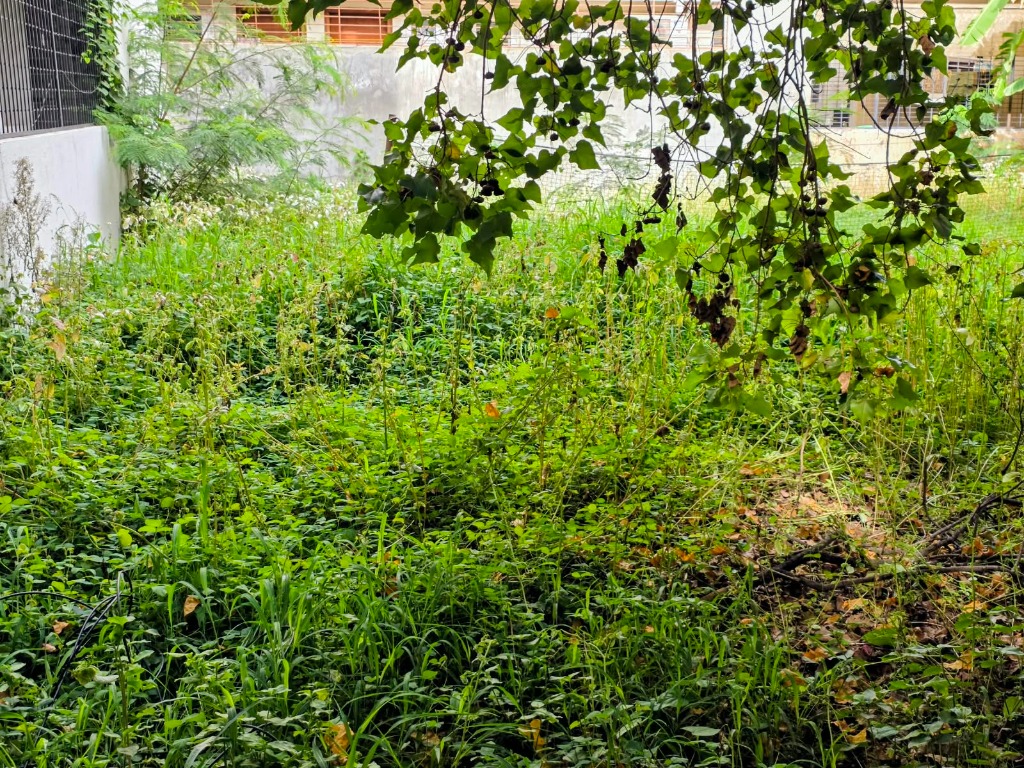 Property site before inspection and clearing